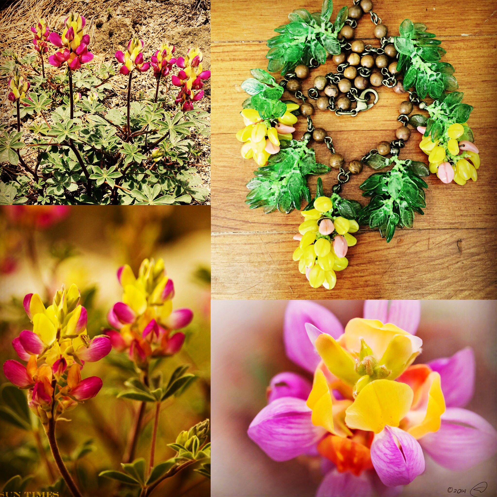 Julia Lee's
                harlequin lupine necklace